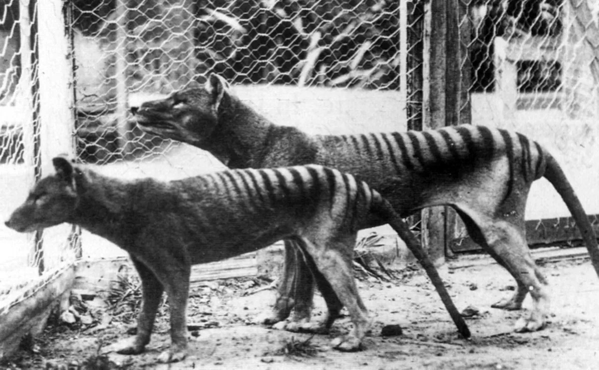Centered image of two of the last thylacines.